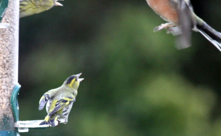 Siskins shooing off Chaffinch