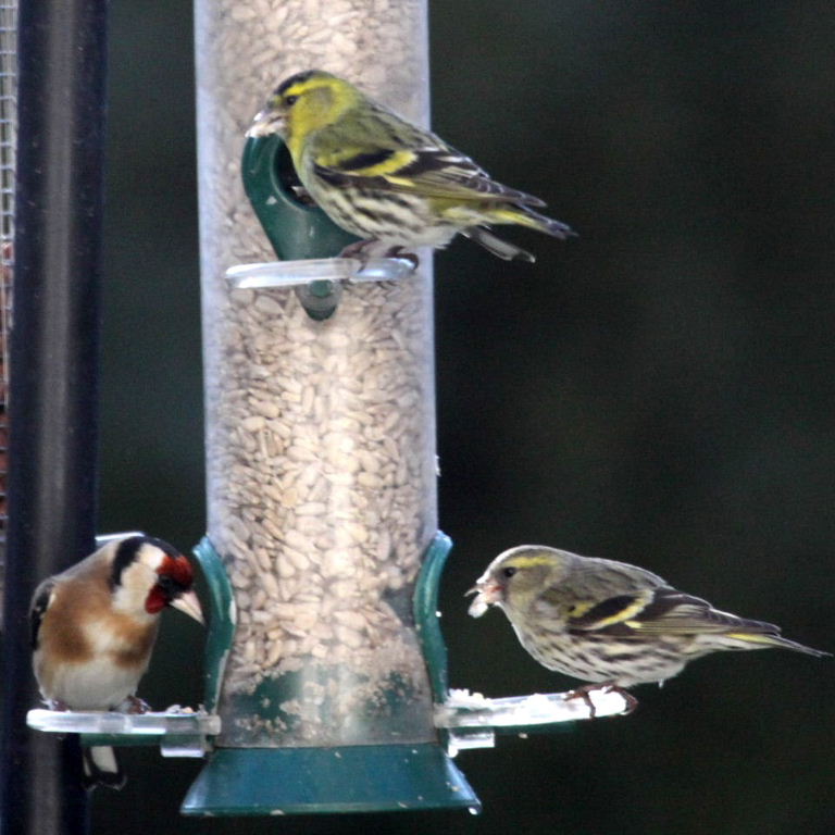 Siskins with Goldfinch