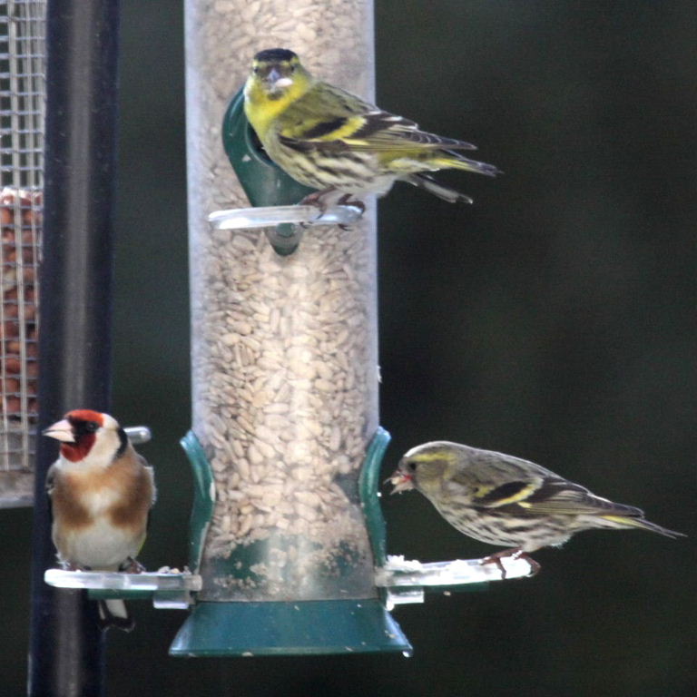 Siskins with Goldfinch
