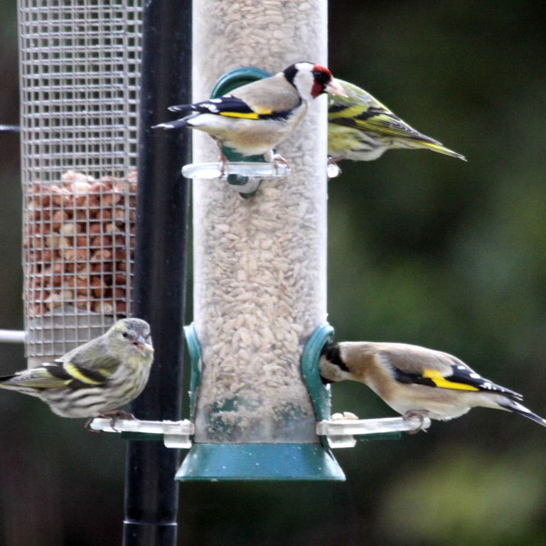 Siskins with Goldfinches