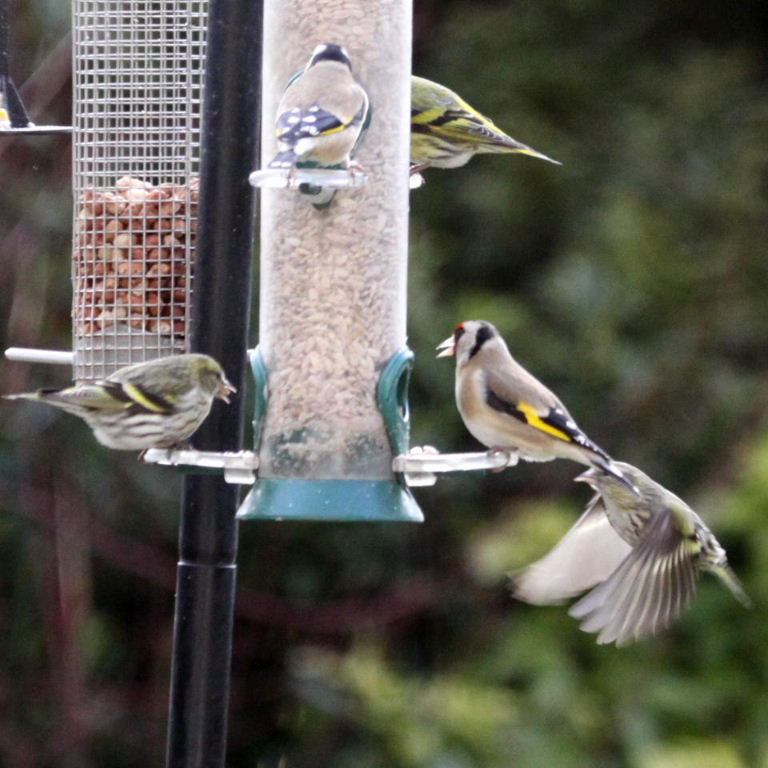 Siskins with Goldfinches