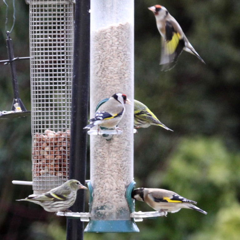 Siskins with Goldfinches