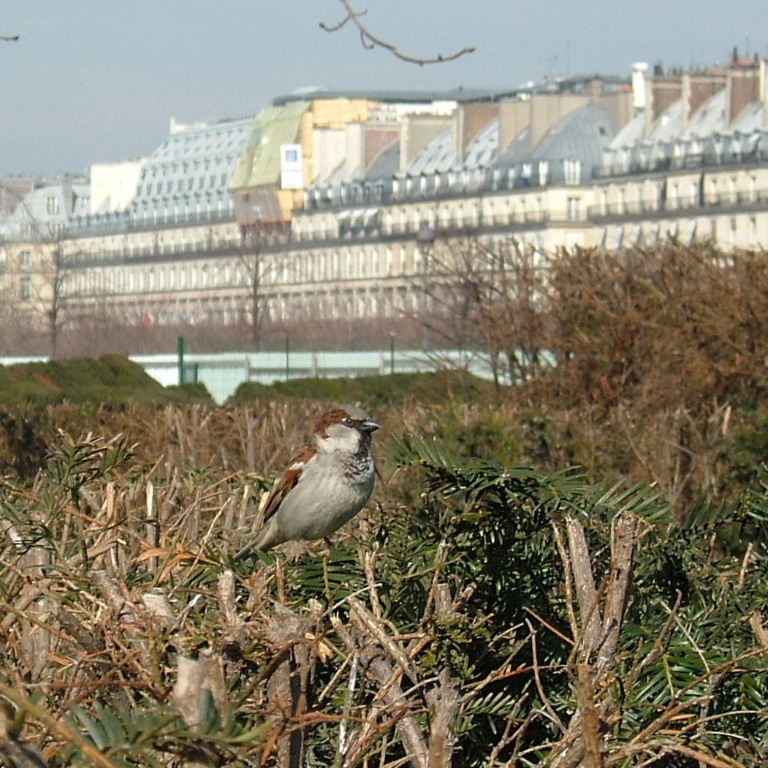 Sparrow in Paris