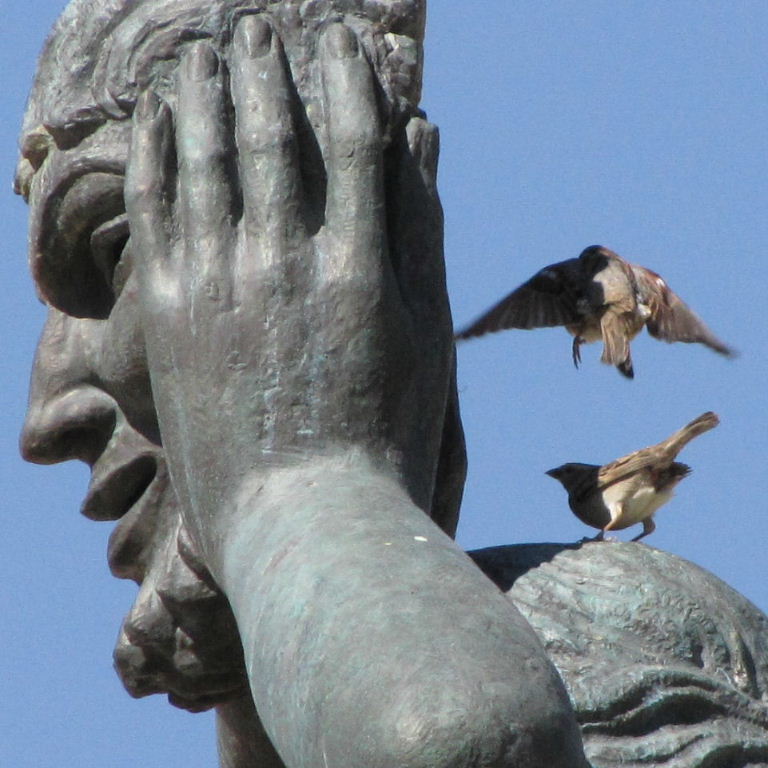 Sparrows in Madrid