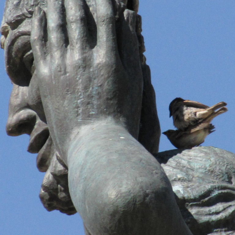 Sparrows in Madrid