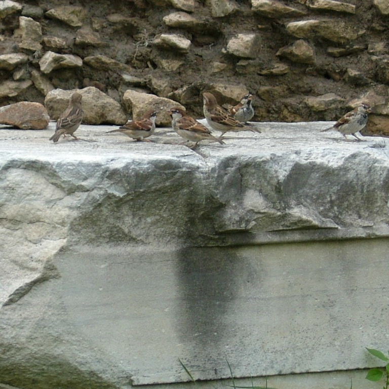 Sparrows in Rome