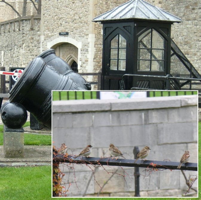 Sparrows at the Tower of London