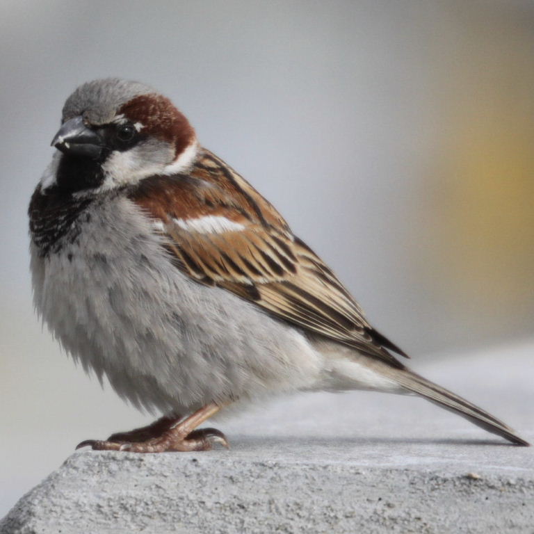 House Sparrow
