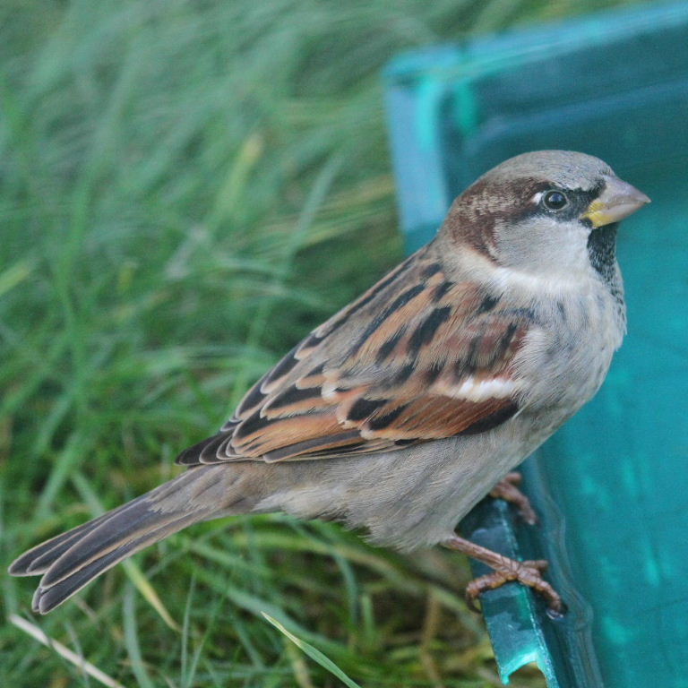 House Sparrow