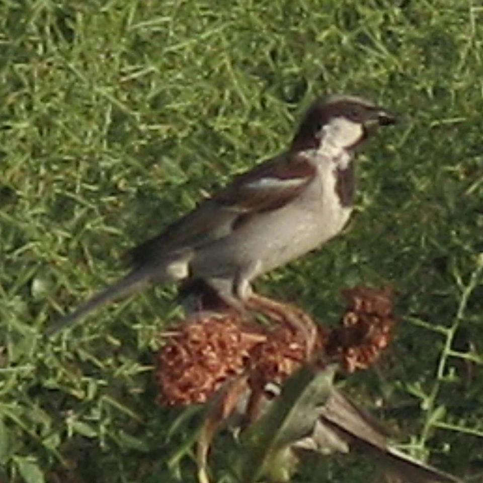 Turkestan House Sparrow