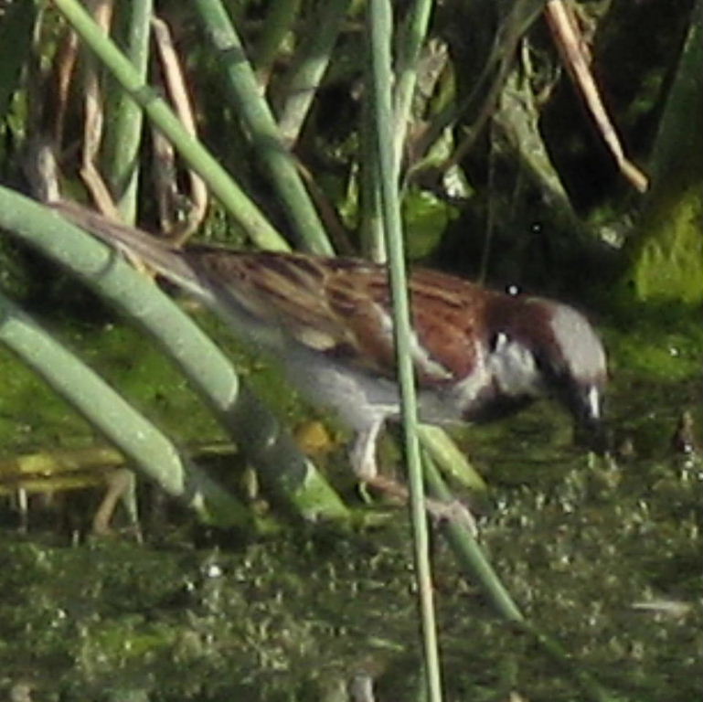 Turkestan House Sparrow