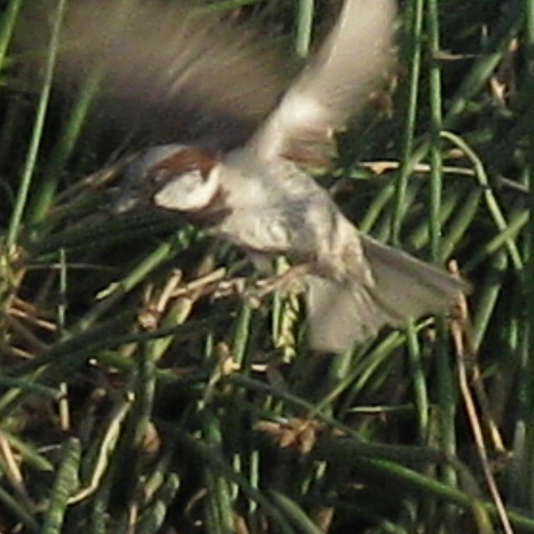 Turkestan House Sparrow