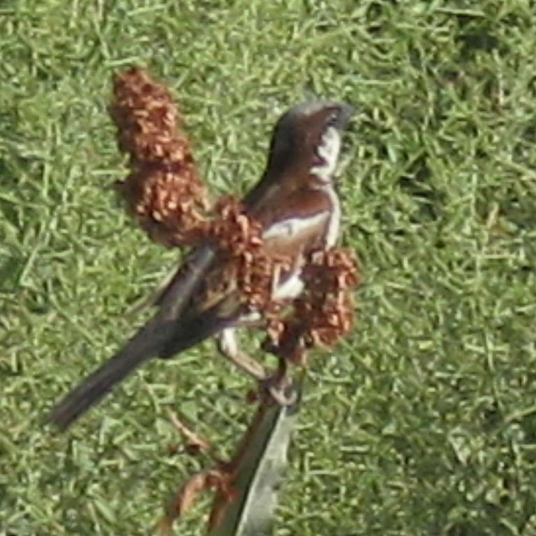 Turkestan House Sparrow