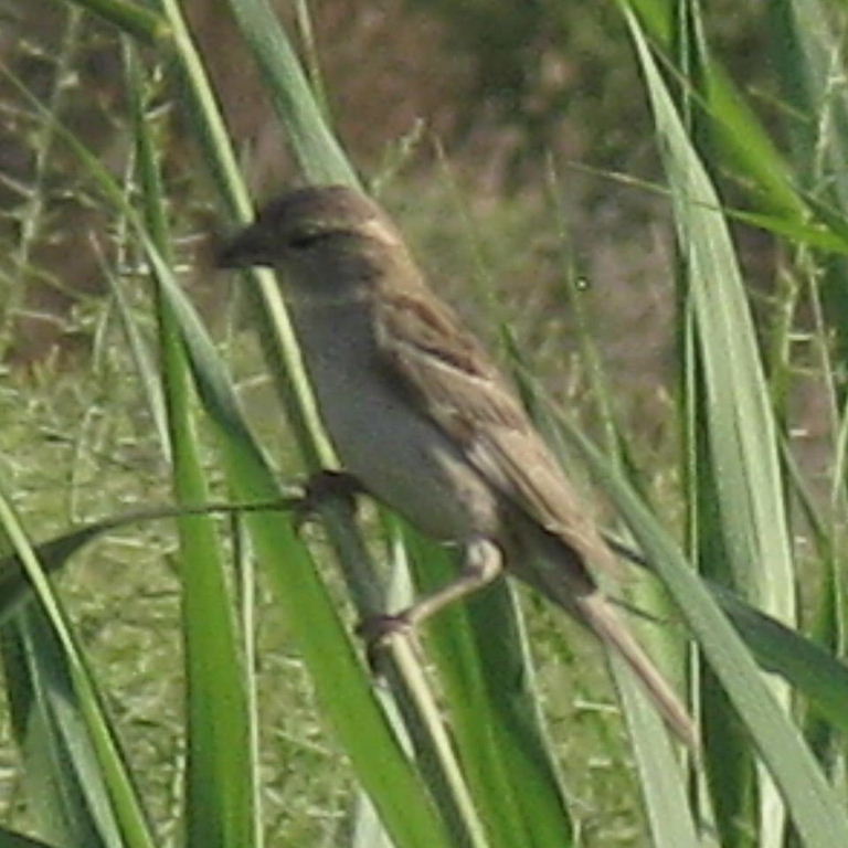 Turkestan House Sparrow female