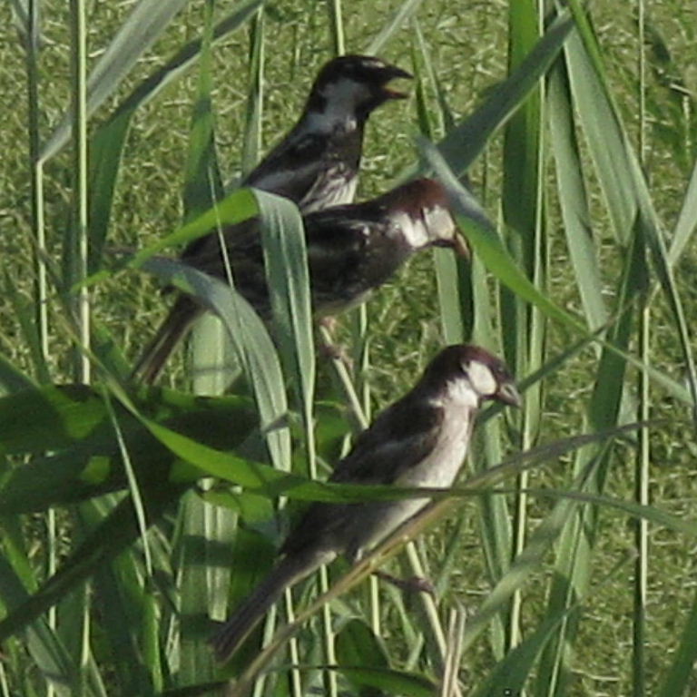 Turkestan House Sparrow