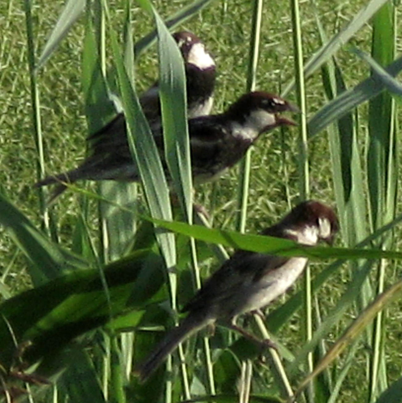 Turkestan House Sparrow