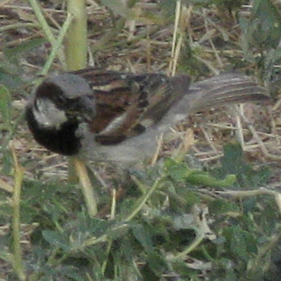 Turkestan House Sparrow hybrid?