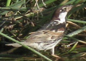 Spanish sparrow