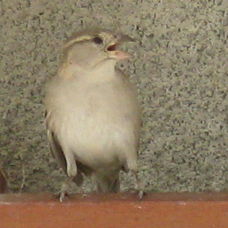 Turkestan House Sparrow female