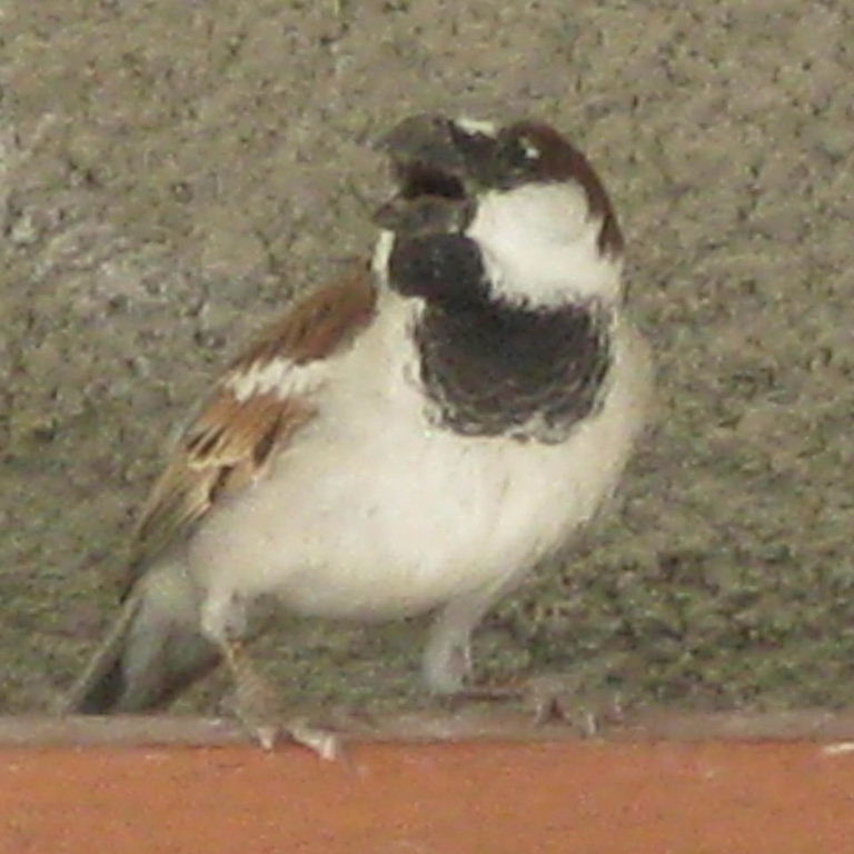 Turkestan House Sparrow male