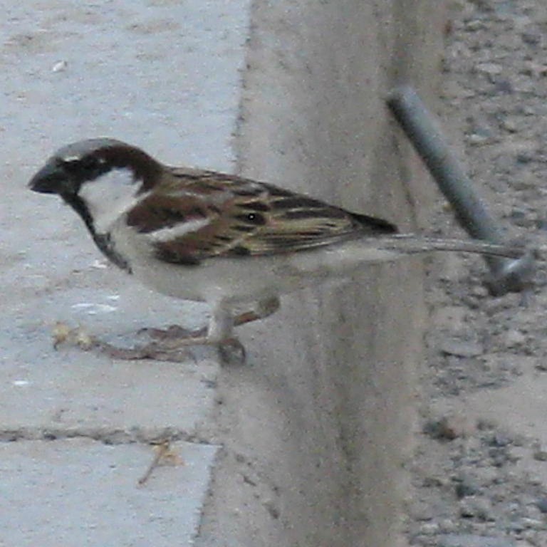 Turkestan House Sparrow male