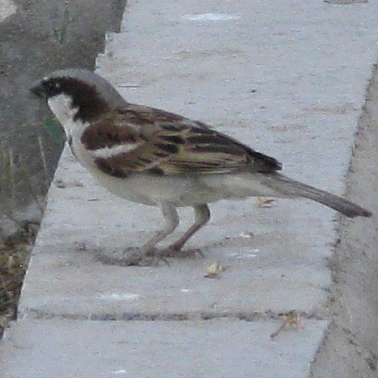 Turkestan House Sparrow