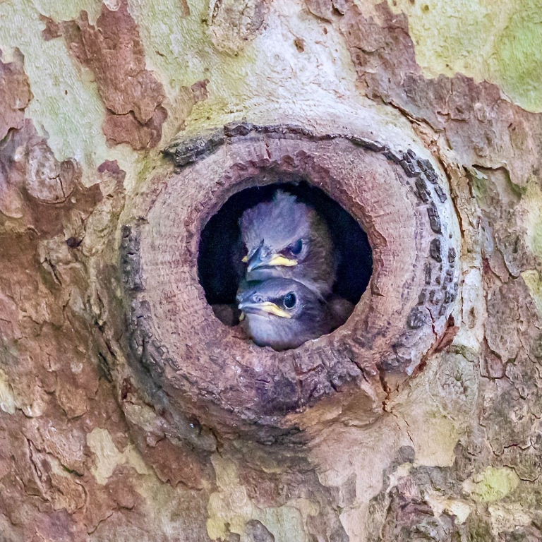 Starling nestlings