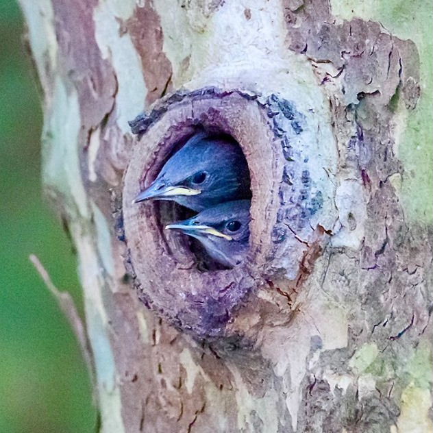 Starling nestlings