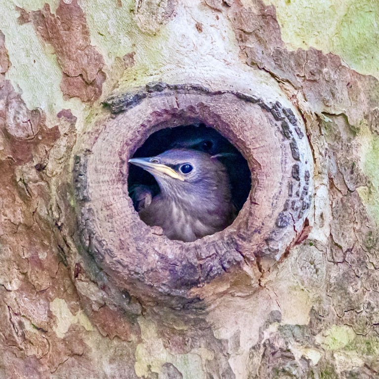 Starling nestling
