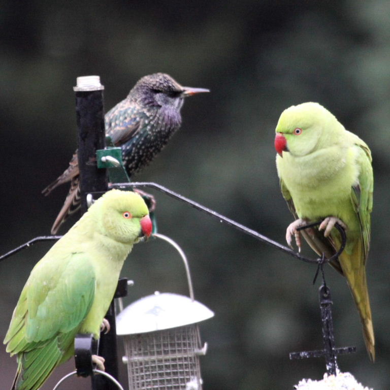 Starling and Parakeets
