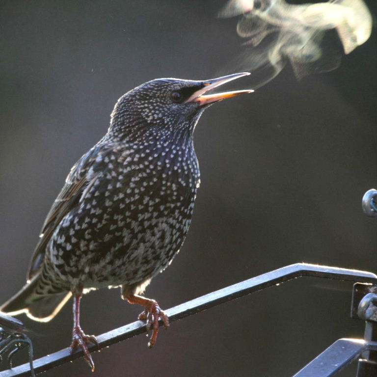 Starling smoking