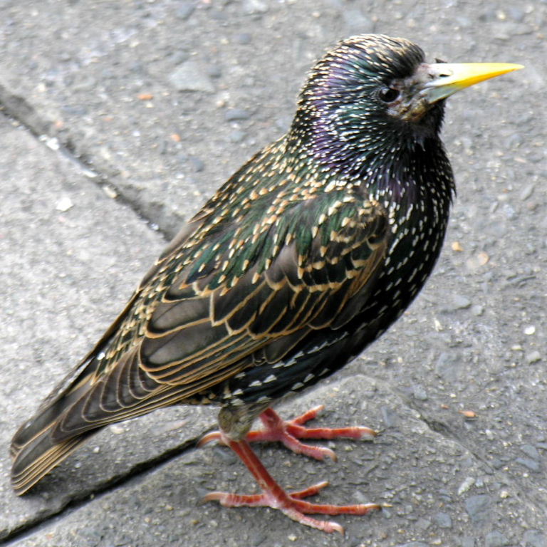 Starling