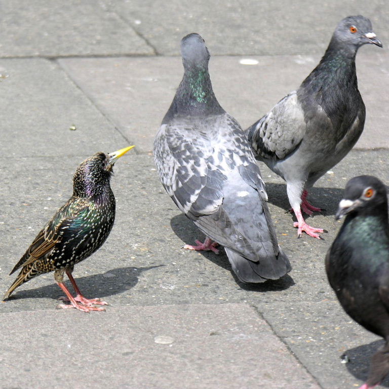 Starling