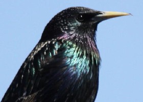 Starling