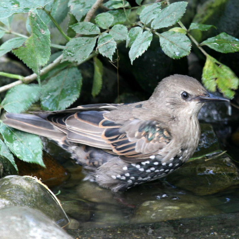 Young Starling