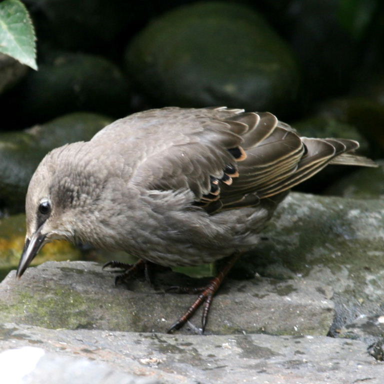 Young Starling