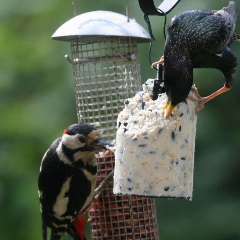 Starling and Woodpecker