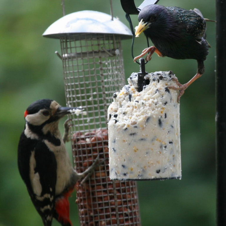 Starling and Woodpecker
