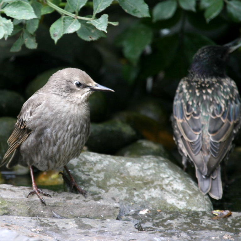 Young Starling