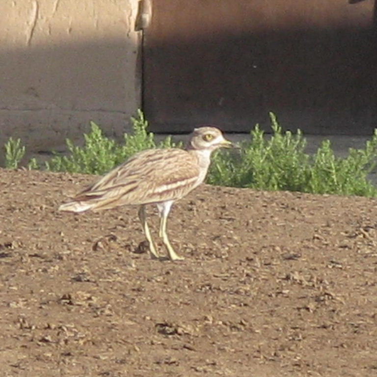 Stone curlew