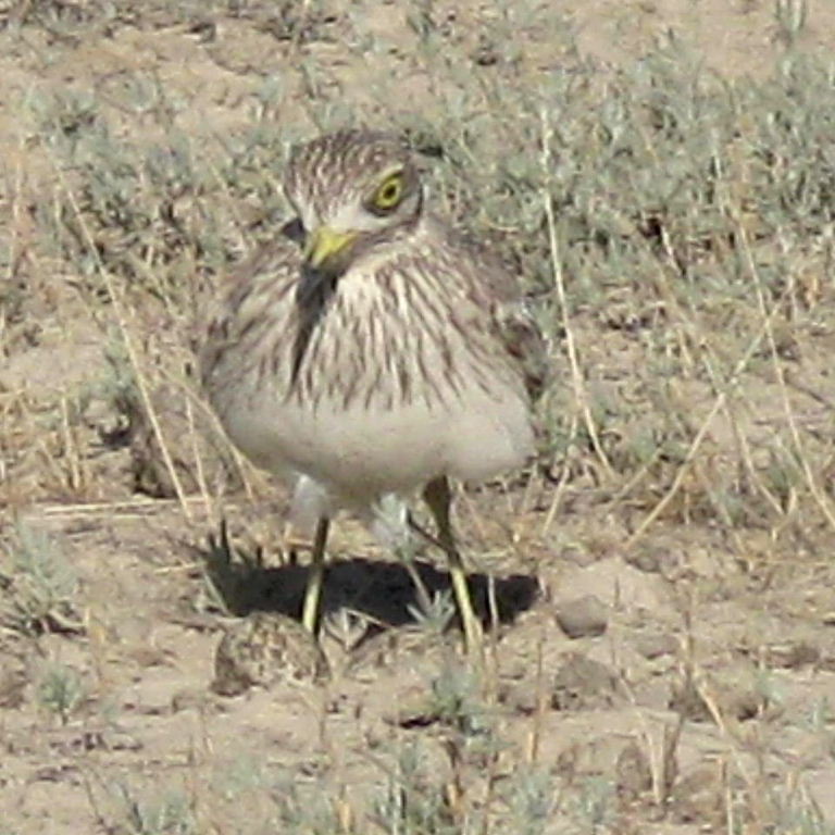 Stone curlew
