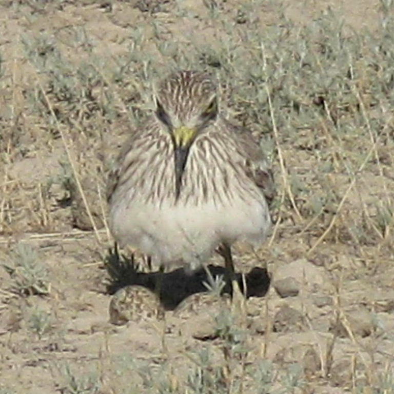 Stone curlew