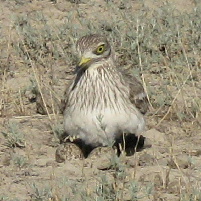 Stone curlew