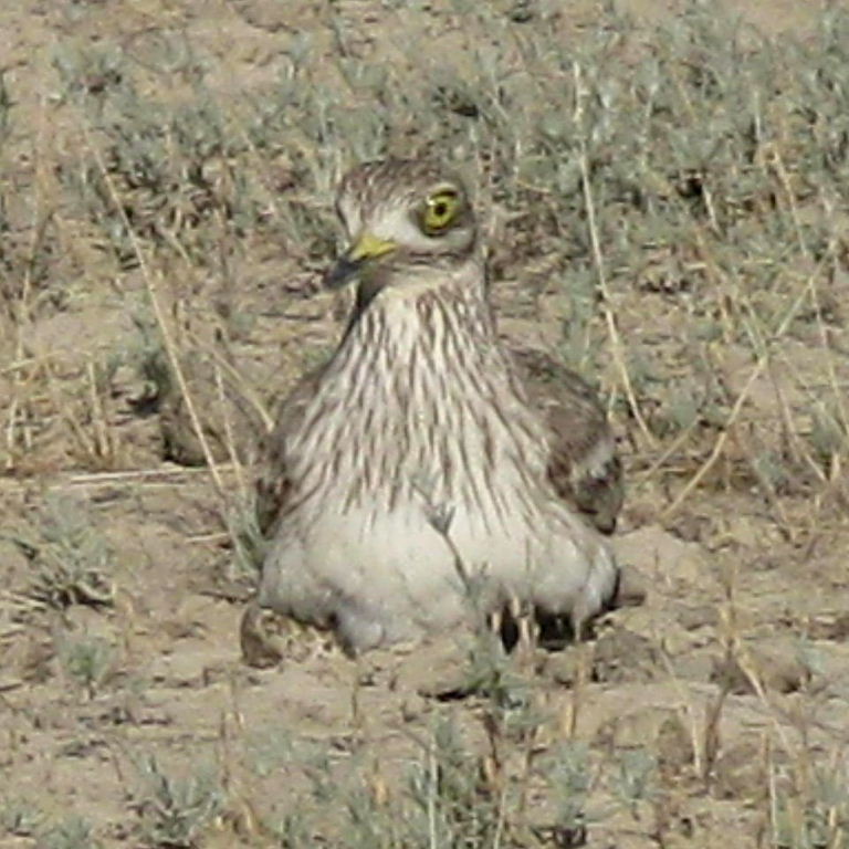Stone curlew