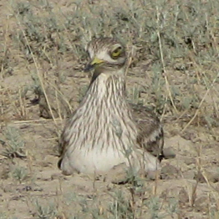 Stone curlew