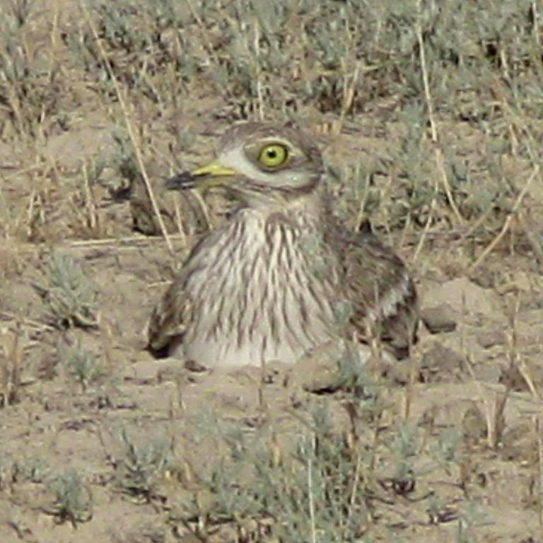 Stone curlew