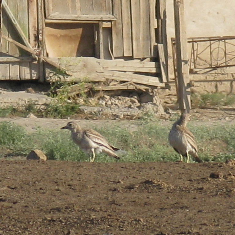 Stone curlew