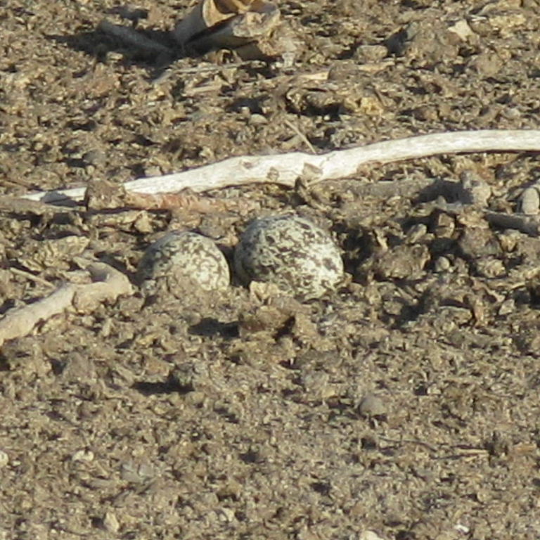 Stone curlew
