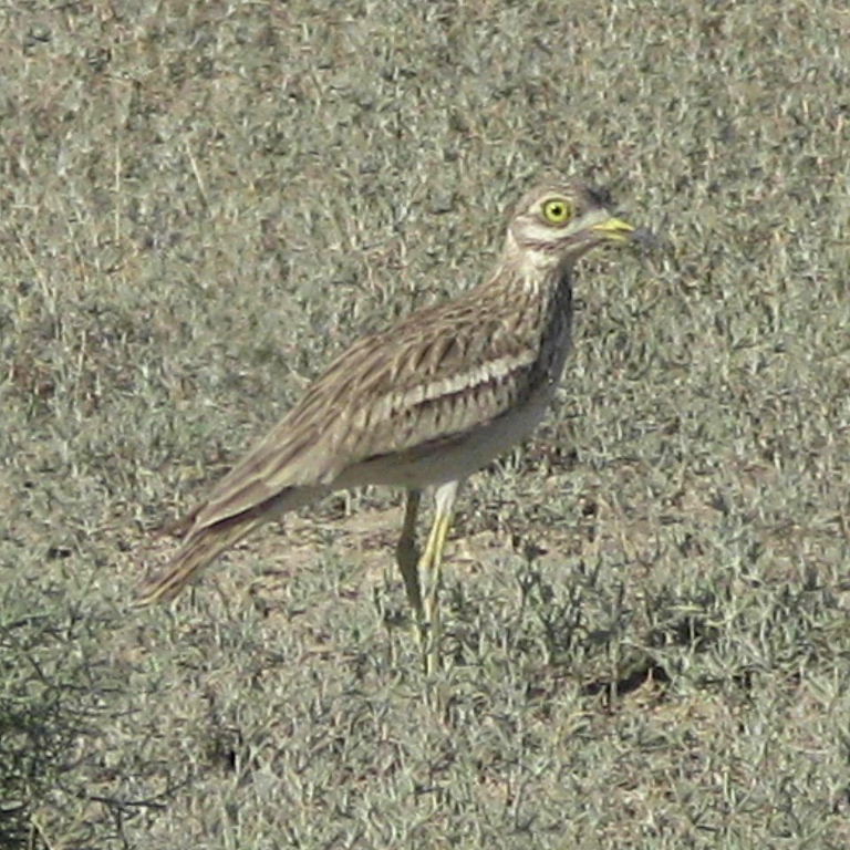 Stone curlew