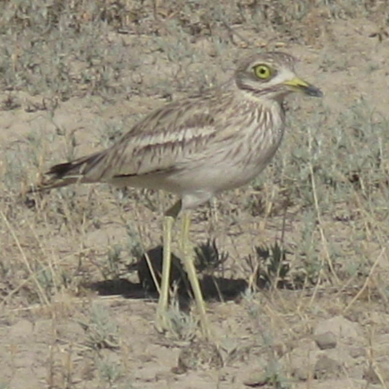 Stone curlew